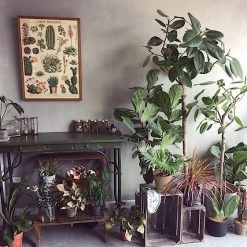 Boogzel Apparel Cacti And Succulents Vintage Poster