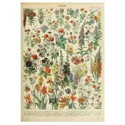 Boogzel Apparel Fleurs Vintage Poster